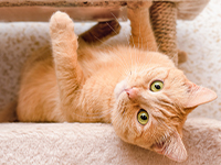 個別火葬プレミアム